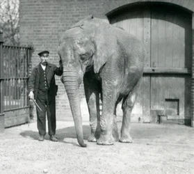 Elefante africano, 
